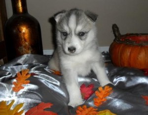 Home secure and well trained siberian husky
