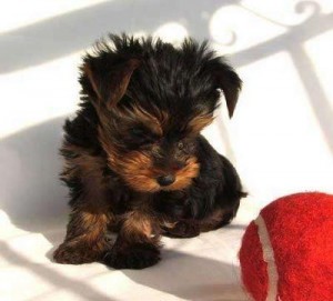 Teacup Yorkie Puppies (Best quality)