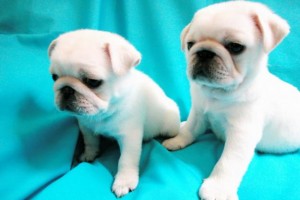 white gorgeous pug puppies for adoption