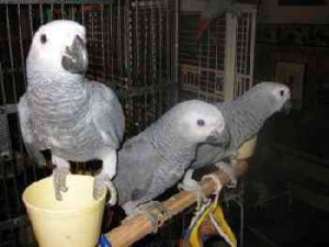 Loving Congo African Grey parrots for perfect homes