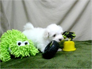 Female Maltese puppy.Text me