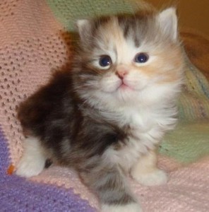 Nice Siberian kittens for adoption.