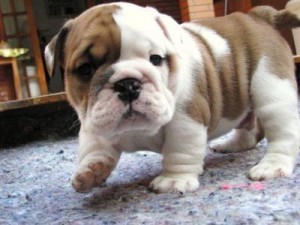 English Bulldog puppies for Adoption