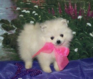 baby face x mass Pomerania puppies for adoption