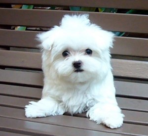 Adorable Maltese Puppies