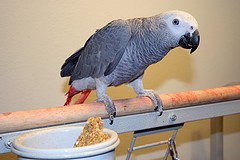 playfull african grey parrot for a new home