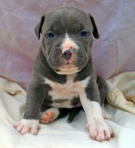 American pit bull terrier Puppies