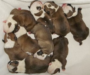 english bulldogs puppy available