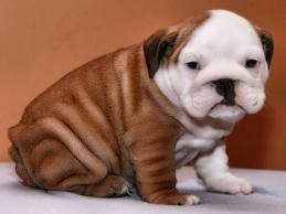 English Bulldog pupies