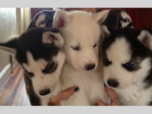 three siberian husky puppies for rehoming