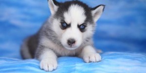 free siberian husky puppies for adoption