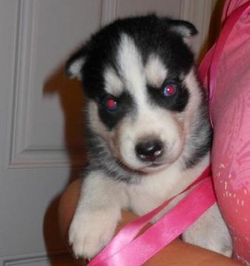 beautiful siberian husky