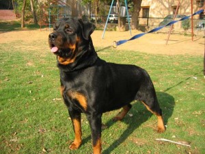 GERMAN ROTTWEILER FOR FREE ADOPTION