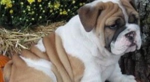 Fawn white making English Bulldog puppies