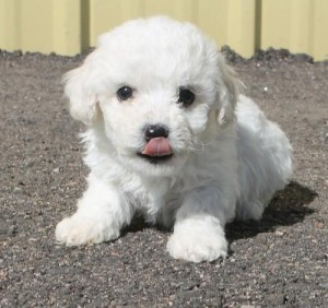 Cute &amp; Trained Little Bichon Frise