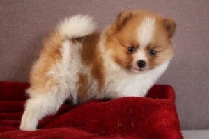 Free Top quality Pomeranian puppies