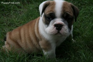 English Bulldogs for adoption