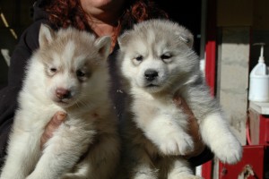 AKC Siberian Husky Puppies