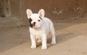 French Bulldog for good home free adoption now