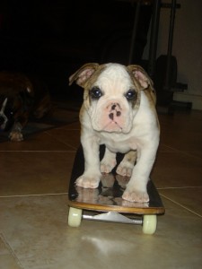 Outstanding male and female english bulldog