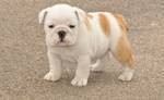high quality english bulldog puppy to go