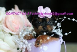 Cute Male and Female Teacup Yorkie puppies available now for adoption