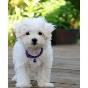 Teacup Maltese puppies for FREE adoption.