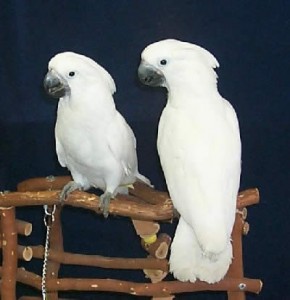 Both the male and Female Umbrella Cockatoo Parrots are still available.