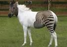 Cheap male zebra horse for a new home now!!!!