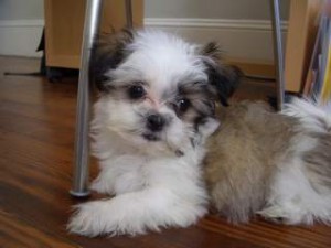Maltese mix Shih Tzu puppies for adoptions