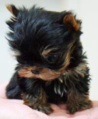 Two Cute teacup Yorkie Puppies for Adoption
