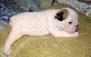 Beautiful English Bulldog puppies For Adoption
