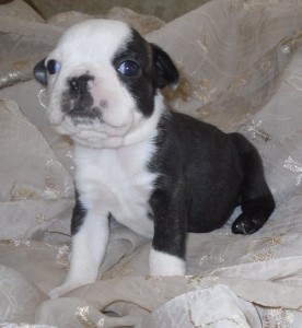 Boston Terrier For Available