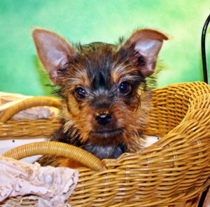 Quality and Blessed Yorkie puppies for Adoption