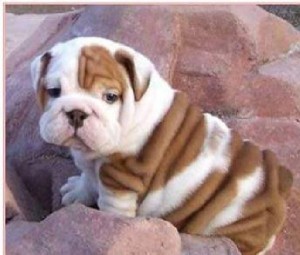 Excellent Male And Female English Bulldog Puppies For adoption Now Ready To Go Home
