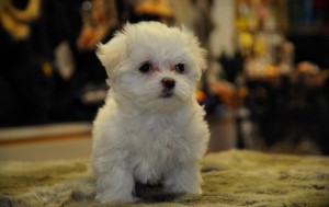 Gorgeous Teacup Maltese puppies for adoption