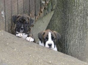 Boxer puppies