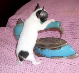 Cute AKC chihuahua Puppies for sale