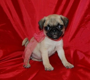 both sex pug puppies for sale