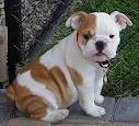 Outstanding English Bulldog Puppies Available
