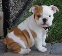 Outstanding English Bulldog Puppies Available