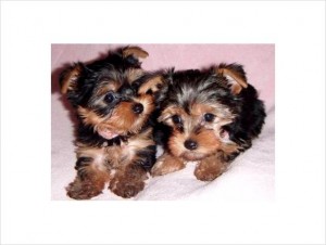 EXCELENT TEACUP YORKIE PUPPIES FOR ADOPTION