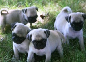 Male and Female pug Puppies for Adoption