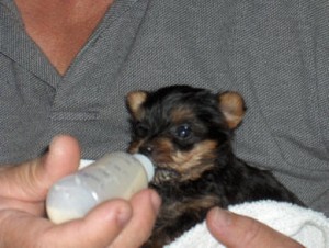 Quality and Blessed Yorkie puppies for Adoption