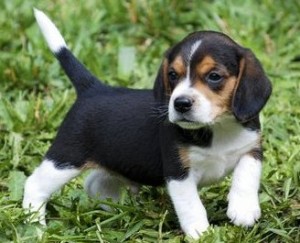 Potty trained Beagle puppies