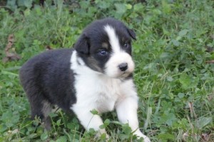 Australian Shepherd puppies