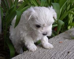 MORE CHARMING AND ADORABLE MALTESE PUPPIES FOR ADOPTION ONLY IN WELL ORGANISED HOMES