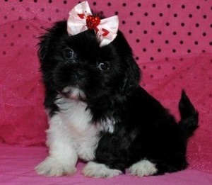 Small breed Peek A Poo pup for sale.