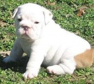English Bulldog 11 Weeks Old Puppies *Christmas Males And Female With Papers In Hand*