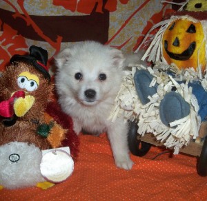 Japanese Spitz Puppies